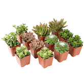 Altman Plants paquete deluxe frontal mostrando 12 suculentas listas y variadas