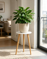 Bamworld frente del soporte alto mostrando acabado elegante y capacidad decorativa