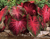 Caladium Red Flash vista frontal de hojas verdes y centro rojo mostrando atractivo ornamental