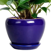 Ceramicfor maceta frontal azul mostrando forma redonda y acabado moderno