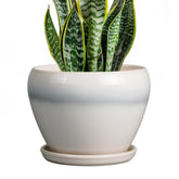 Ceramicfor maceta frontal blanca que realza plantas y espacios