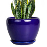 Ceramicfor maceta frontal royal blue mostrando diseño y robustez