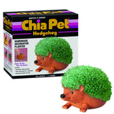 Chia erizo frontal en terracota mostrando forma decorativa y fácil cultivo