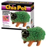Chia Kitten vista frontal con maceta de terracota mostrando diseño y facilidad