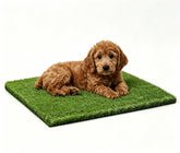 CooZero alfombra de césped frontal con aspecto natural y limpieza fácil