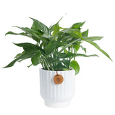Costa Farms vista frontal en maceta, aporta verde decorativo