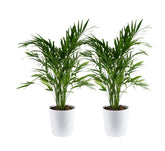Costa Farms Cat Palm frente en maceta decorativa, aporta una entrada vibrante