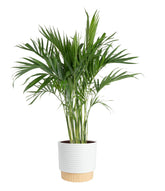 Costa Farms Cat Palm frontal mostrando follaje exuberante y decoración