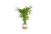 Costa Farms Cat Palm frontal en maceta seagrass, aporta estilo tropical