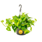 Costa Farms planta Golden Pothos frente en maceta de 10 pulgadas, fácil decoración
