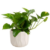 Costa Farms Golden Pothos al frente, verde vibrante para decorar