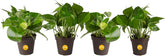 Costa Farms Golden Pothos frontal mostrando cuatro macetas, añade verde inmediato