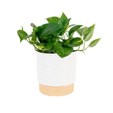 Costa Farms planta frontal en maceta, aspecto decorativo fácil cuidado