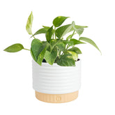 Costa Farms planta frontal con follaje dorado aporta elegancia