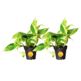 Costa Farms Golden Pothos frontal mostrando follaje vibrante y fácil decoración