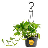 Costa Farms Golden Pothos vista frontal mostrando follaje vibrante y caída