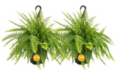Costa Farms helecho frontal mostrando follaje denso y verde para decoración