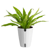 Costa Farms helecho frontal mostrando frondas brillantes y efecto decorativo