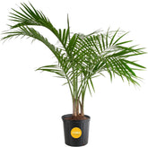 Costa Farms palma Majesty Palm frontal, aporta presencia tropical