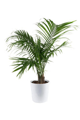 Costa Farms palma majesty frontal, impacto visual tropical inmediato