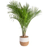 Costa Farms palmera Majesty frente en maceta blanca aporta decoración elegante