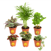 Costa Farms pack frontal mostrando seis plantas para decorar interiores