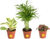 Costa Farms pack frontal mostrando tres mini plantas y macetas compactas