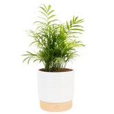 Costa Farms palma Parlor Palm frontal en maceta, decoración tropical inmediata