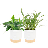 Costa Farms vistas frontales del paquete con dos pothos listos para decorar