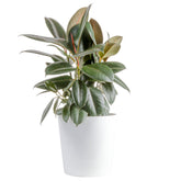 Costa Farms planta frontal mostrando hojas burgundy y presencia decorativa
