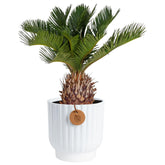 Costa Farms palma Sago frontal mostrando porte elegante y fácil cuidado