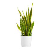 Costa Farms planta Snake Plant frontal mostrando forma vertical y estilo moderno
