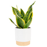 Costa Farms vista frontal en maceta decorativa, aporta diseño minimalista