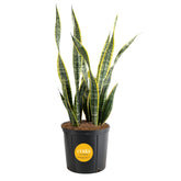Costa Farms planta Snake Plant frontal mostrando su forma vertical y efecto decorativo