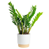 Costa Farms ZZ Plant frontal mostrando hojas brillantes y cuidado bajo