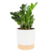Costa Farms ZZ Plant en maceta frontal, aporta diseño minimalista
