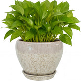 Deep Dream vista frontal de la maceta beige, diseño moderno y elegante