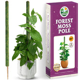 Duspro vista frontal del palo de musgo, soporte natural y decorativo