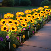 EDOF frontal del empaque mostrando 6 varillas y 36 girasoles, ideal para decoración