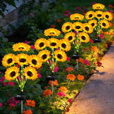EDOF pack frontal mostrando las 24 flores girasol ilumina el jardín