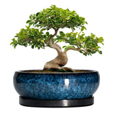EPFamily maceta frontal azul mostrando forma y acabado, realza cualquier planta