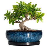 EPFamily maceta frontal azul mostrando diseño elegante y durabilidad