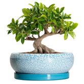 EPFamily maceta cerámica azul frontal que realza cualquier planta