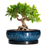 EPFamily maceta frontal cerámica azul, acabado elegante y práctico