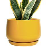 G EPGardening maceta frontal amarilla con diseño moderno y presencia decorativa