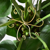 GOOOXIM paquete frontal de soportes Monstera, solución estética y firme