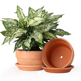 INGOFIN maceta frontal terracota, diseño estético y ventilación natural
