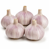 KCT GARDEN bulbos Chesnok Red frontal mostrando tamaño y firmeza