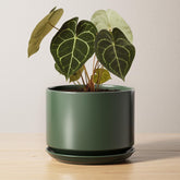 LE TAUCI maceta frontal verde bosque mostrando forma y acabado, moderna y elegante