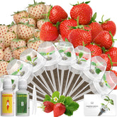 LYKOCLEAN empaque frontal del kit mostrando fresas y componentes, inicio fácil